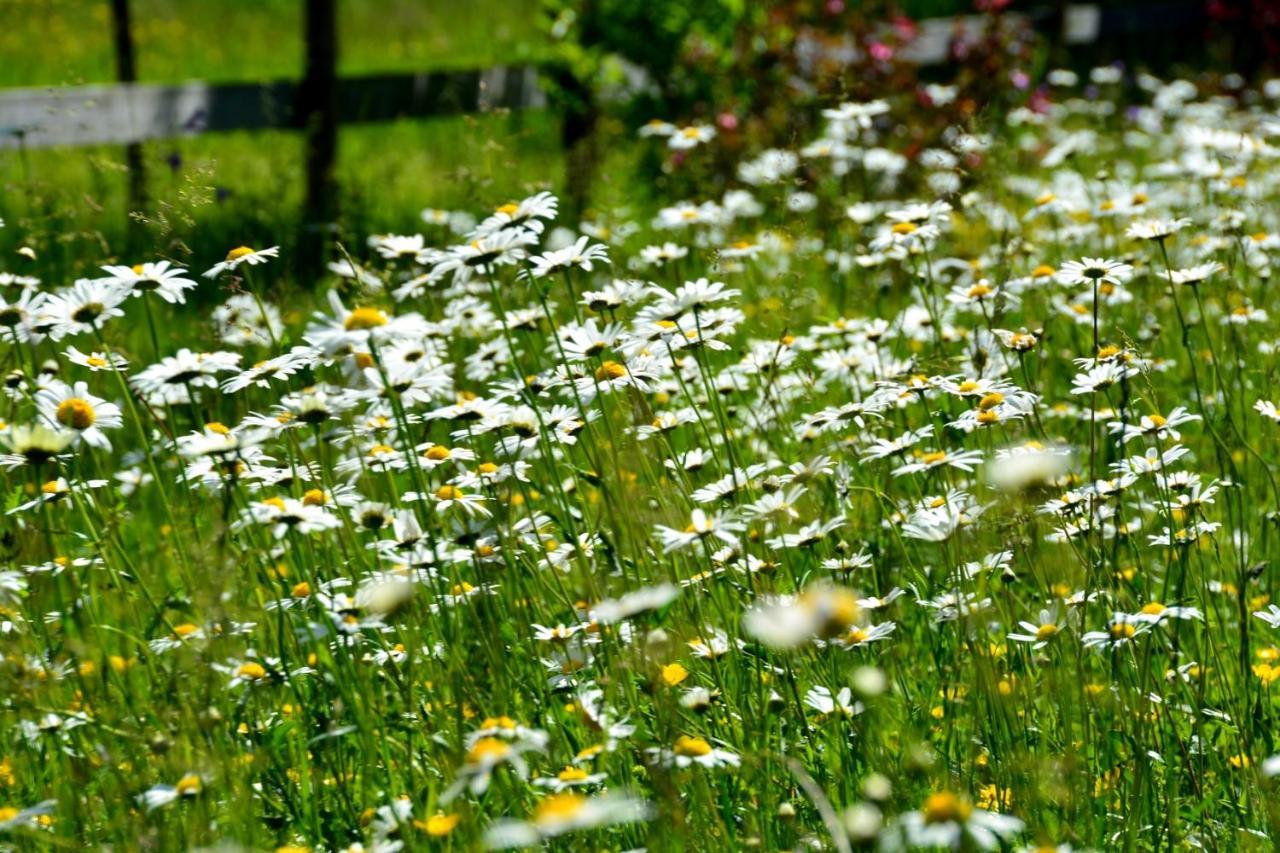 Gaestehaus Wild-Schuetz Schwangau Esterno foto